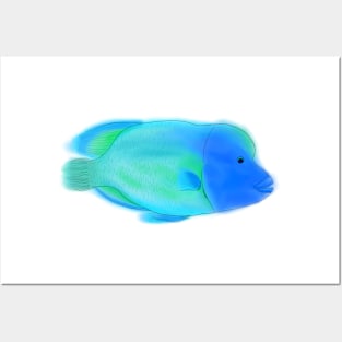 Napoleonfish Posters and Art